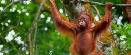 Explore Borneo 
